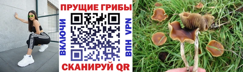 Купить где  Северобайкальск  Галлюциногенные грибы GOLDEN TEACHER 